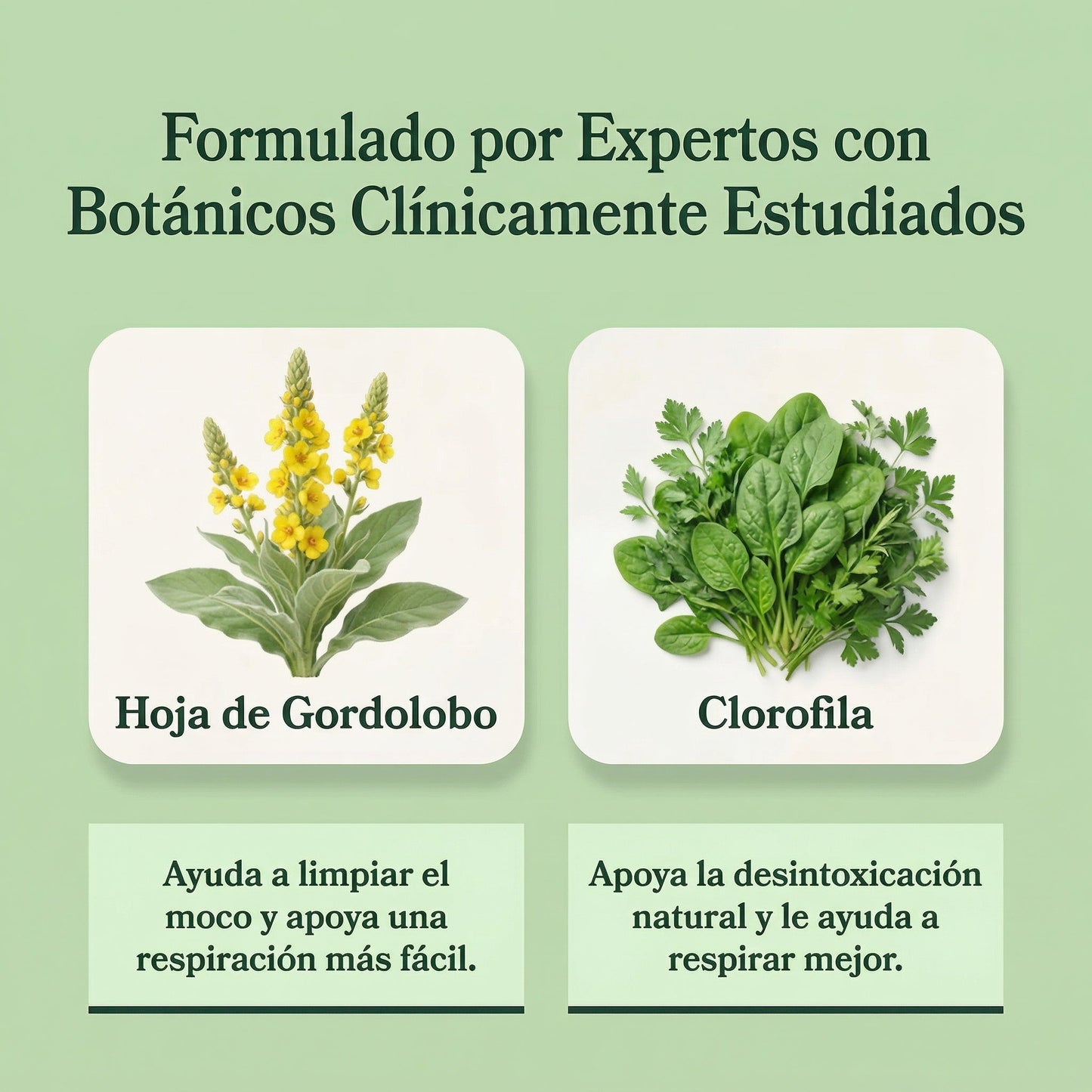 ORELVIE - Extracto de Gordolobo y Clorofila (Solución Definitiva Para Fumadores y Alergias)